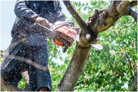 tree services Waupun